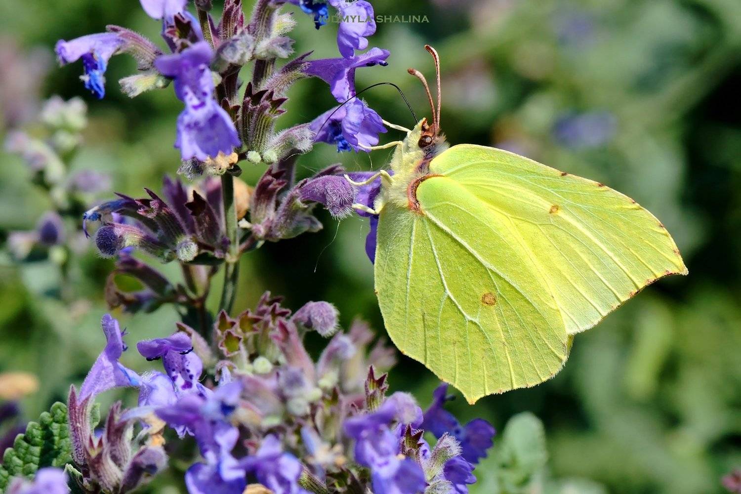 , Людмила Шалина