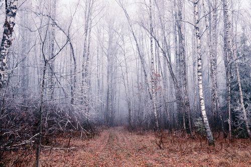 Лесные шорохи