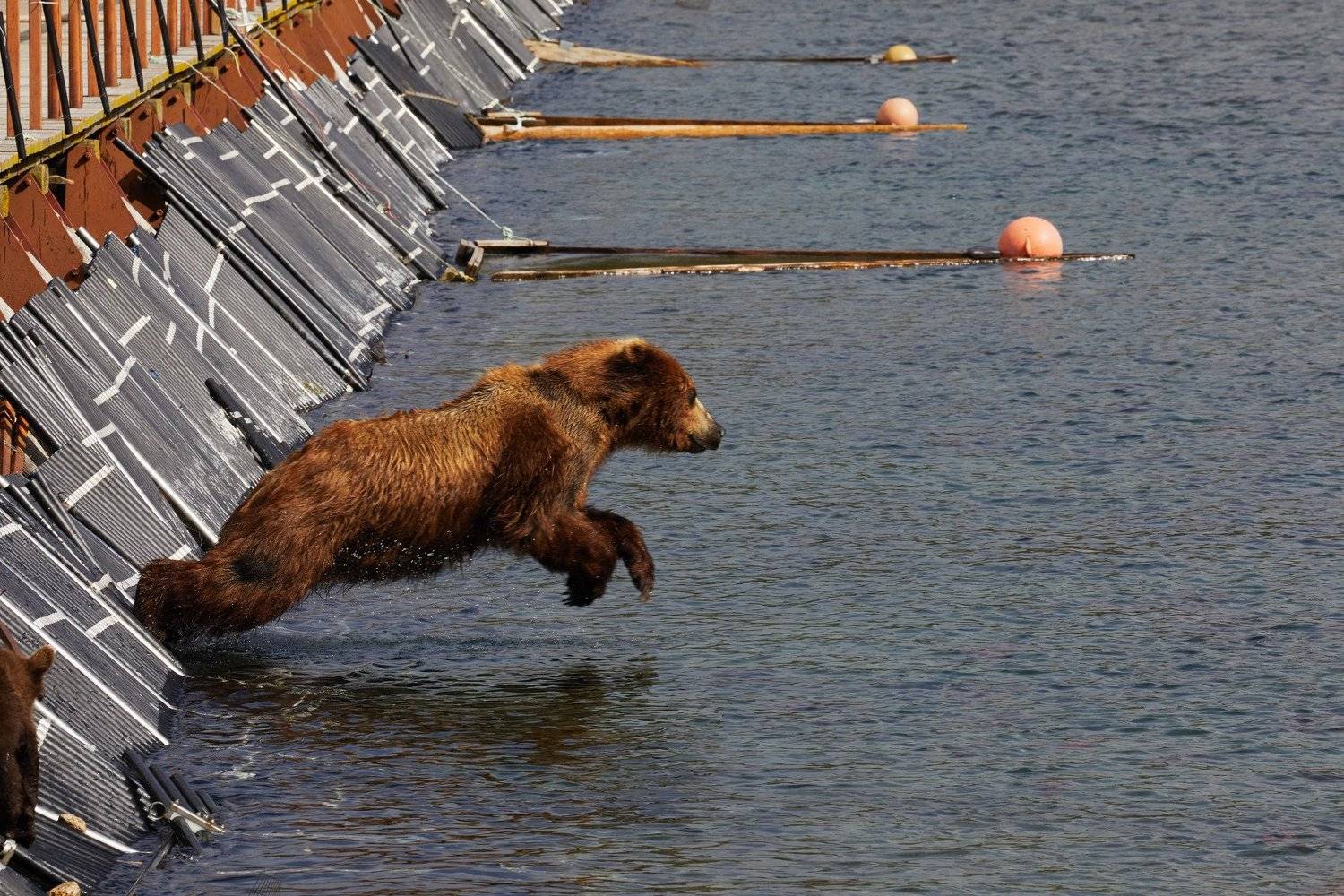 Камчатка медведи курильское озеро дикие животные , Наталья Филькина