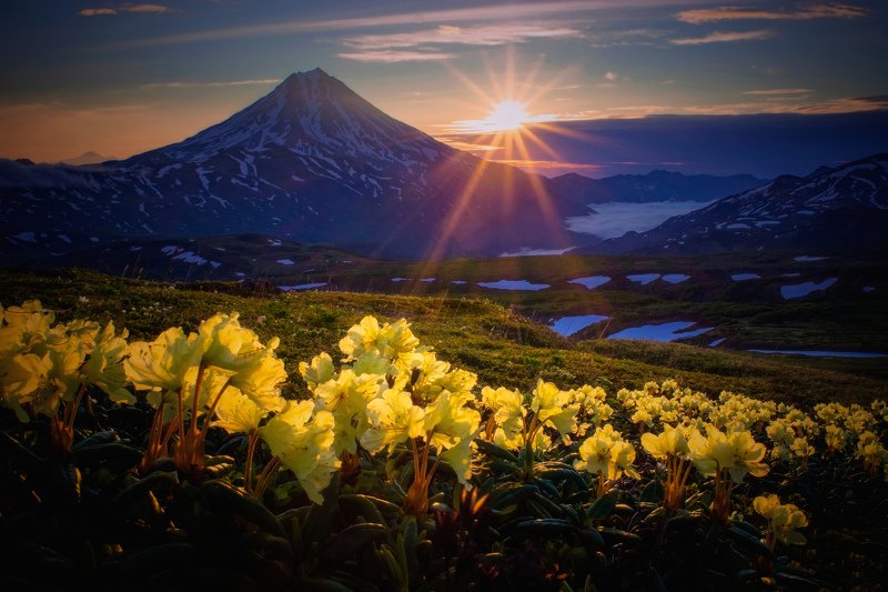 камчатка,рододендроны,рассвет,вилючинский,вулкан лучистое утро фото превью