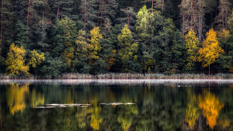 Контраст осеннего леса фото превью