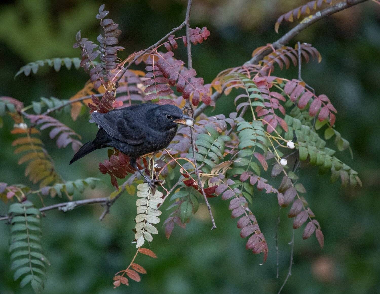 , Курлянцев Алексей