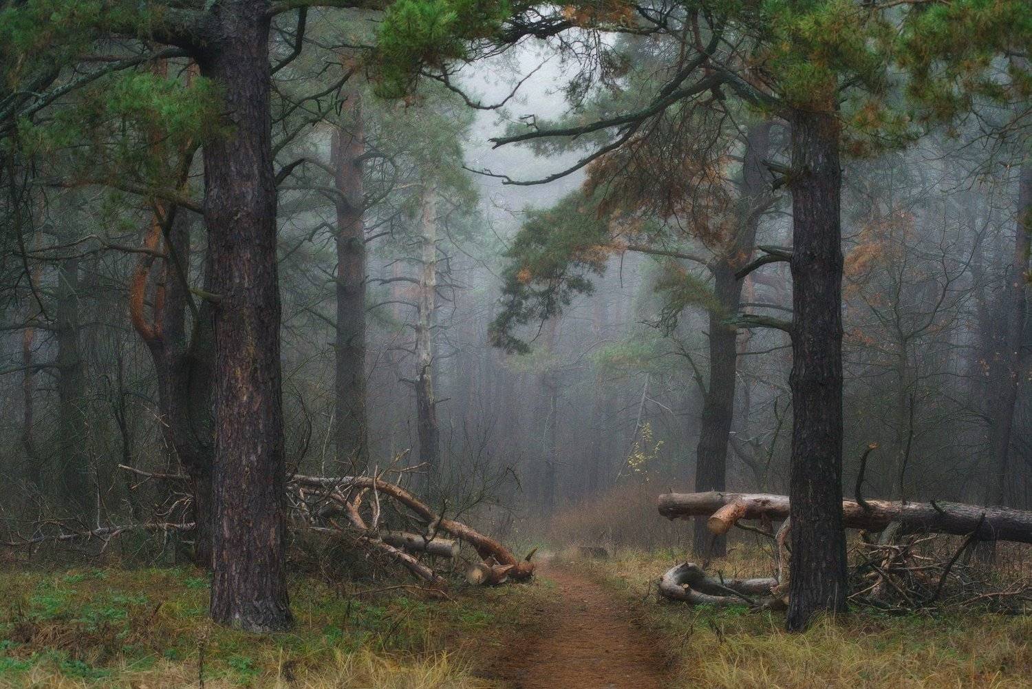 , Михаил Кудрявцев