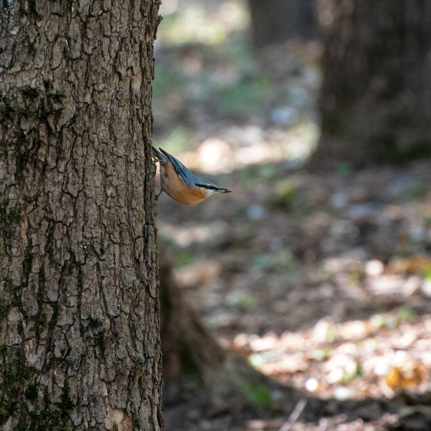 поползень, Алексей Рыльский