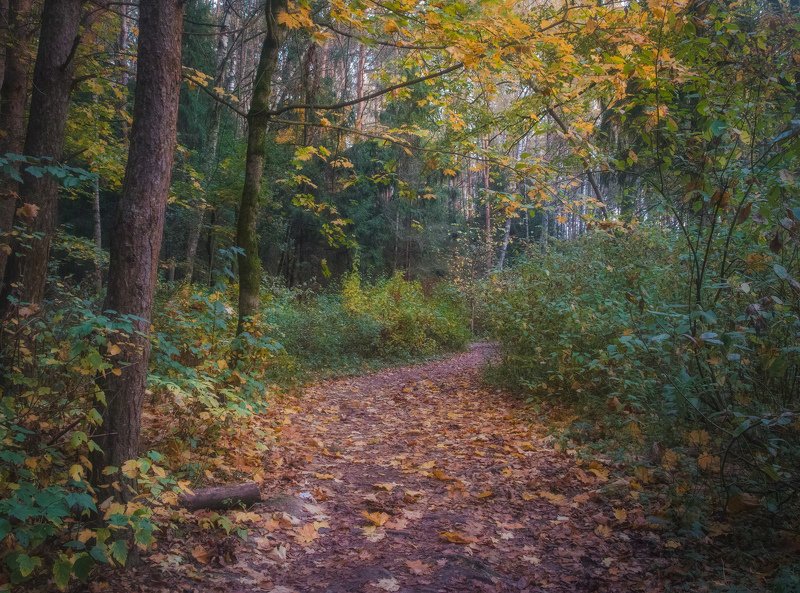 Осень. Таинственный лес. фото превью