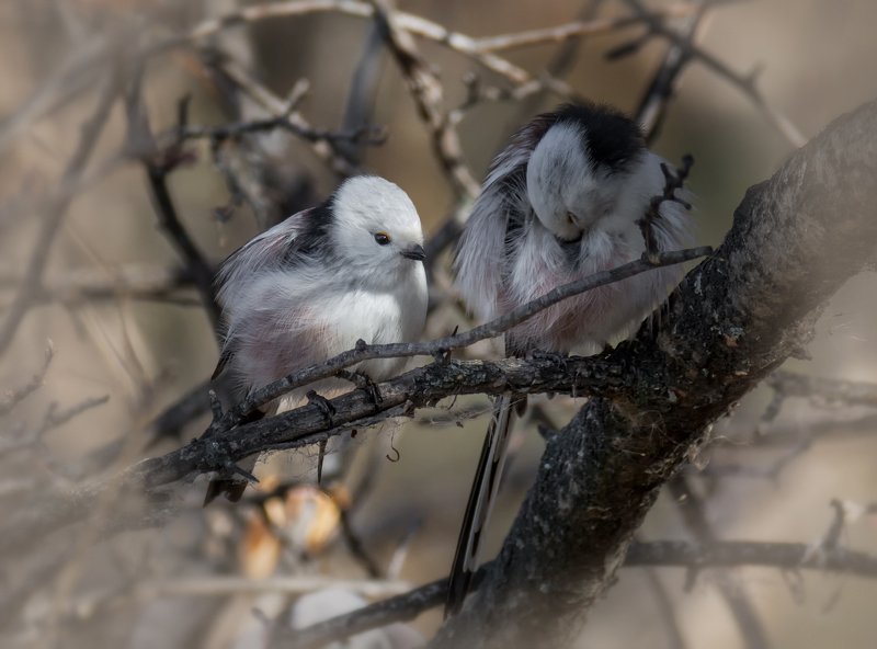 птица, ополовник, отдых пара ополовников.. фото превью