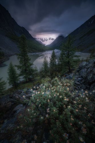 Сквозь тернии к Маашей