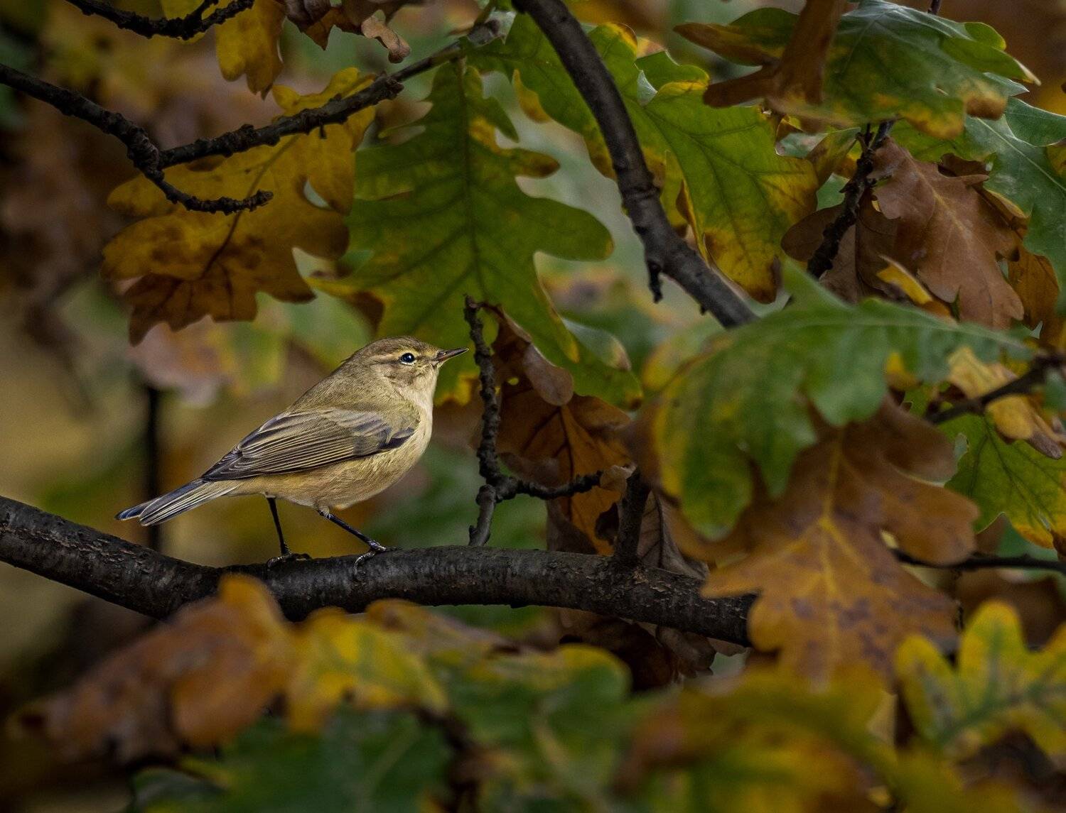 , Курлянцев Алексей