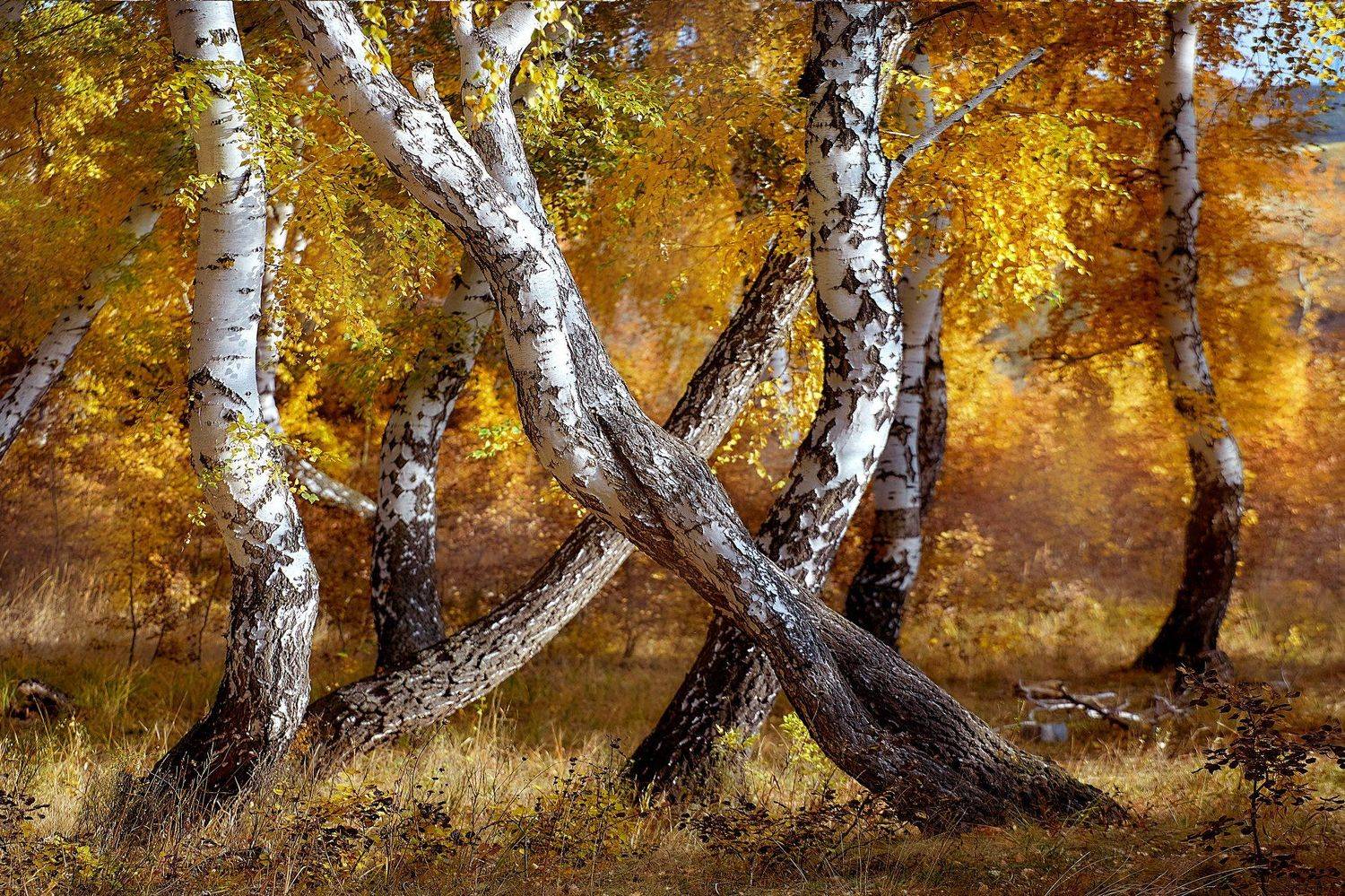 южный урал,оренбургская область, орск, новотроицк,, Качурин Алексей