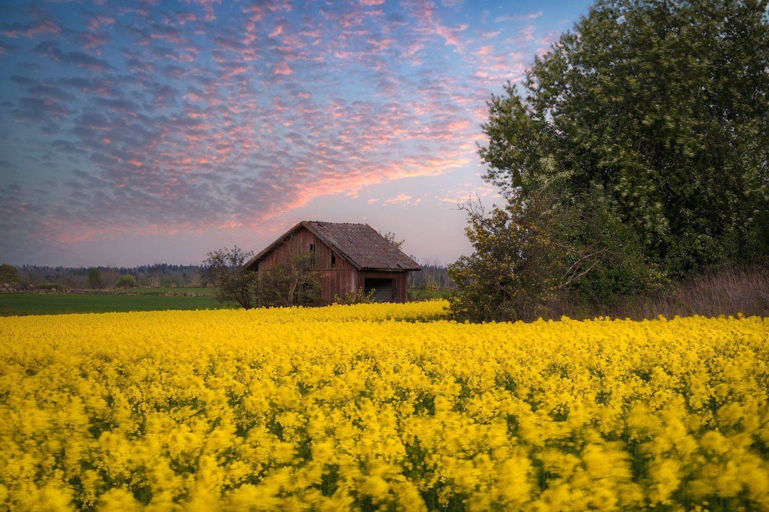 Barn, birdcherry, birdcherryflowers, birdcherrytree, Bushes, cabin, canola, Clouds, colza, Cottage, crib, dump, eveningmood, Farming, Fields, Hovel, Hut, kennel, lodge, outbuilding, rapeseed, rapeseedfield, Shack, Shanty, shed, stonefence, Stonewall, Yell, Ludwig Riml