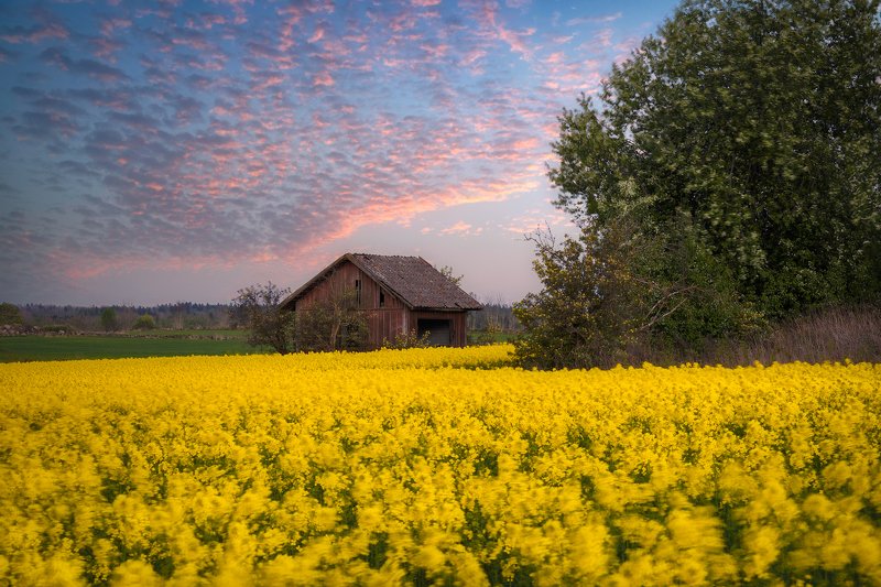 Barn, birdcherry, birdcherryflowers, birdcherrytree, Bushes, cabin, canola, Clouds, colza, Cottage, crib, dump, eveningmood, Farming, Fields, Hovel, Hut, kennel, lodge, outbuilding, rapeseed, rapeseedfield, Shack, Shanty, shed, stonefence, Stonewall, Yell Yellow Fields фото превью