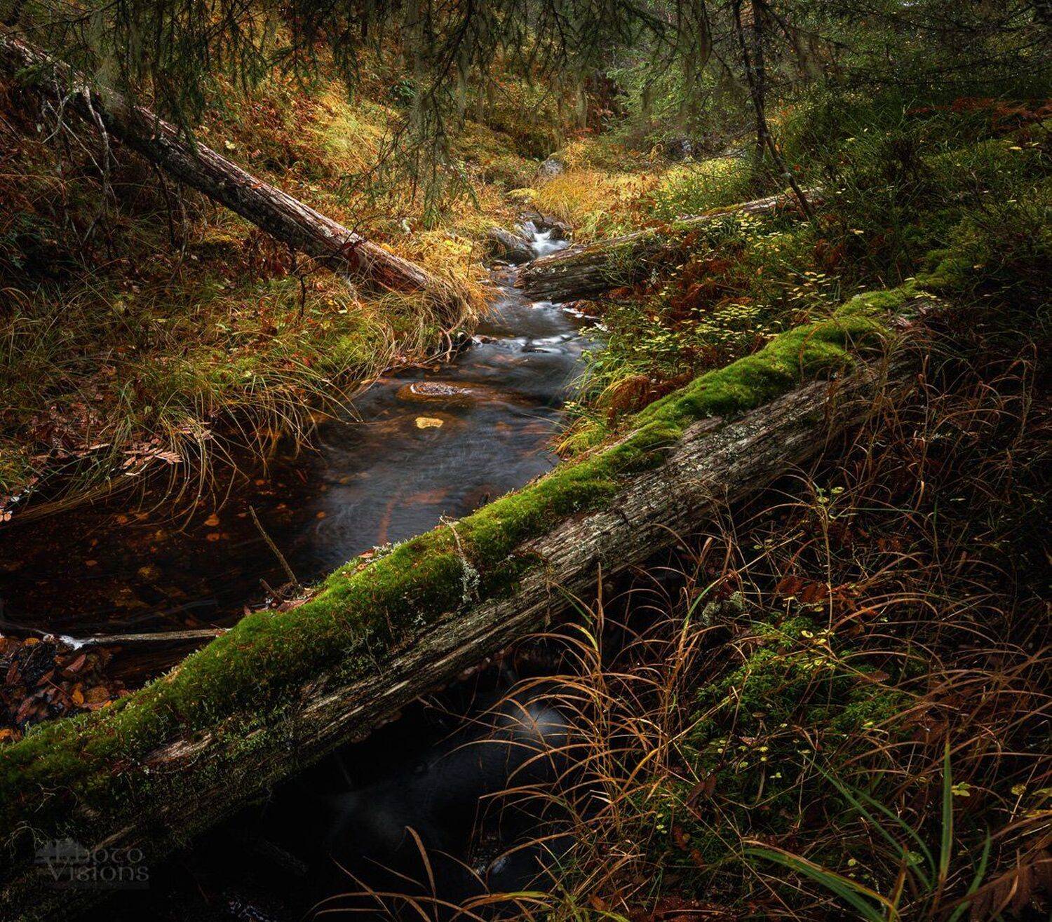 woodland,forest,boreal,norway,autumn,autumnal,tree,trees,nature,, Adrian Szatewicz