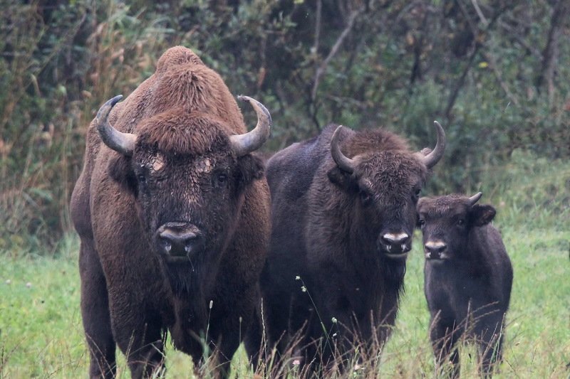 111 111 фото превью