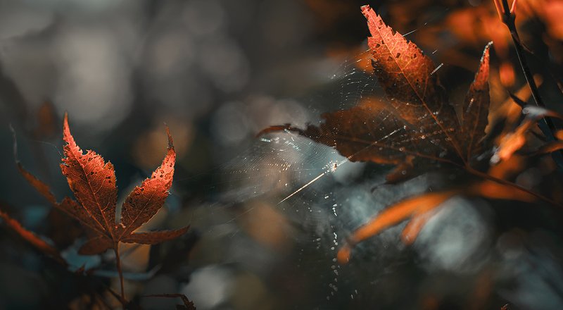 Отблески фото превью