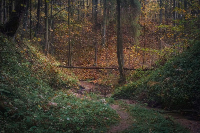 Осень в таинственном лесу II фото превью