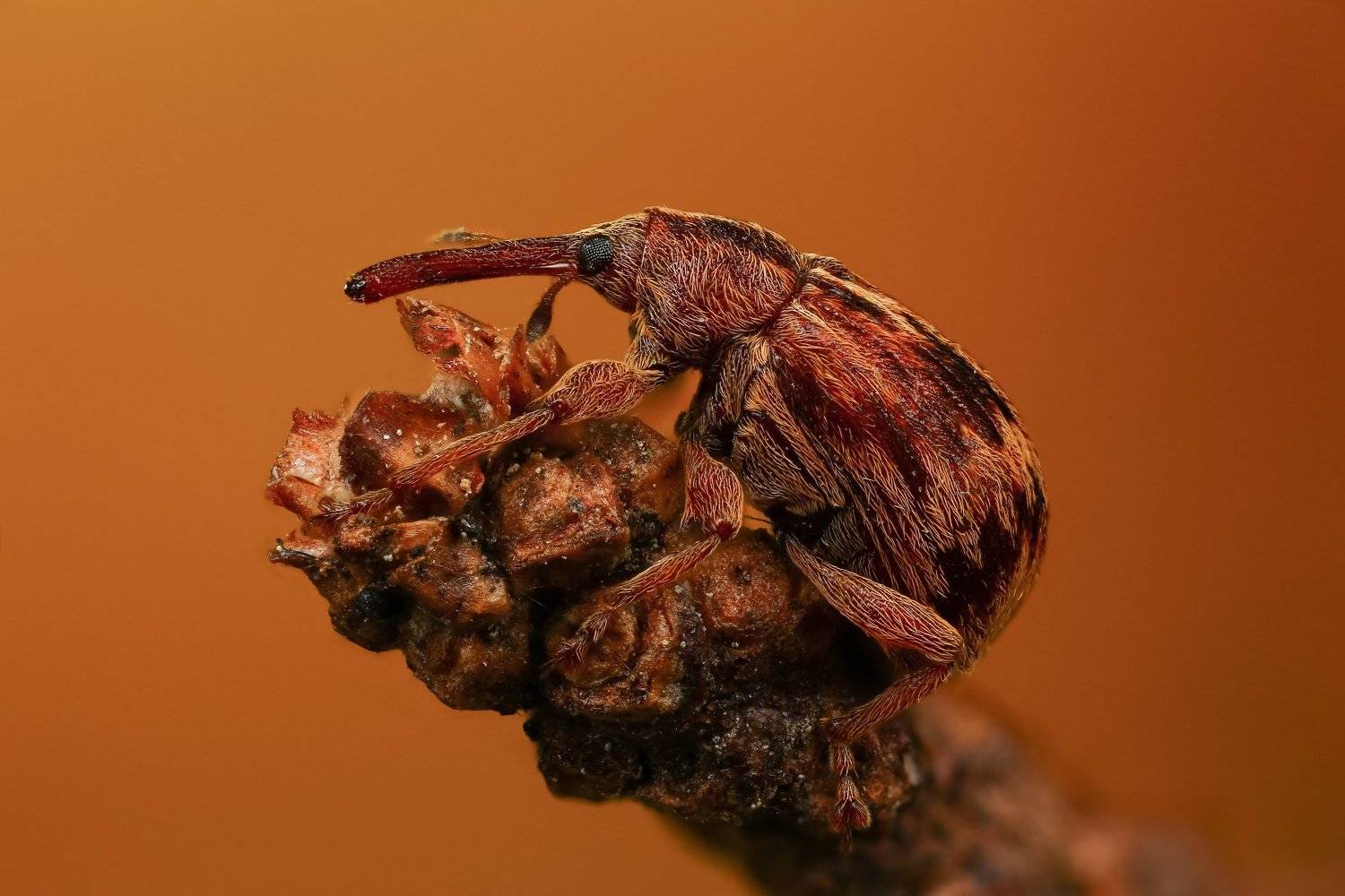 макро,природа,насекомое,животное,жук,долгоносик,цвет,растение,коричневый, Андрей Шаповалов