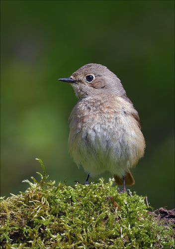 Горихвостка