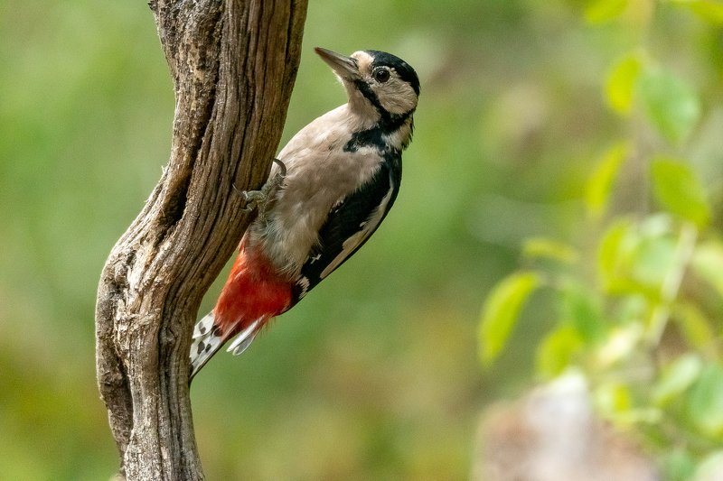 greatspottedwoodpecker; Great Spotted Woodpecker;Dendrocoposmajor; bird; woodpecker; birdphotography фото превью