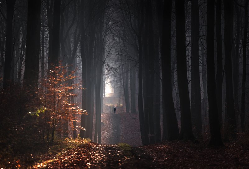 Autumn Forest фото превью