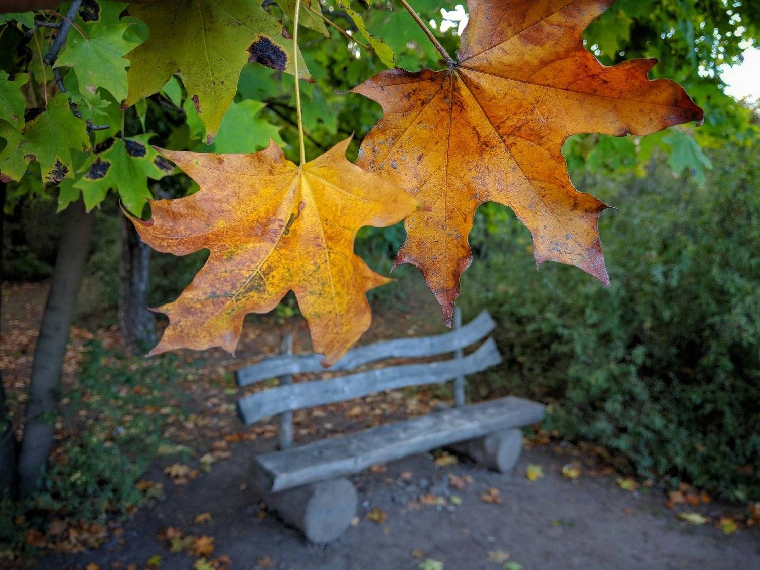 осень,листва,октябрь,сюжет,желтый,свет,лавка,цвет,композиция,, Сергей Богачёв