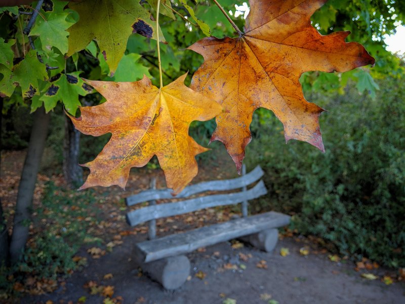 осень,листва,октябрь,сюжет,желтый,свет,лавка,цвет,композиция,  фото превью