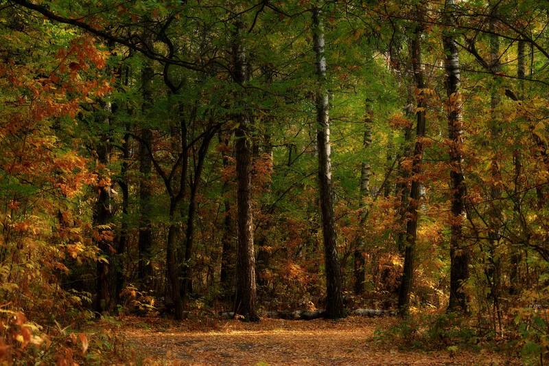 Лес в октябре фото превью