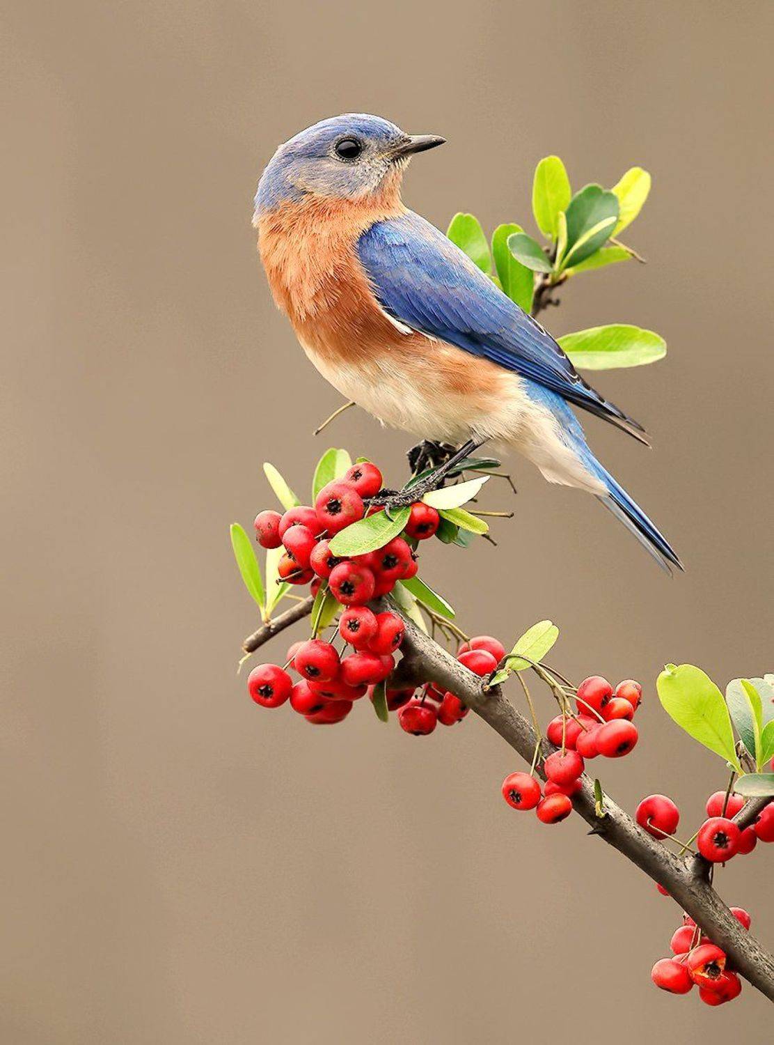 восточная сиалия, eastern bluebird,bluebird, Elizabeth Etkind
