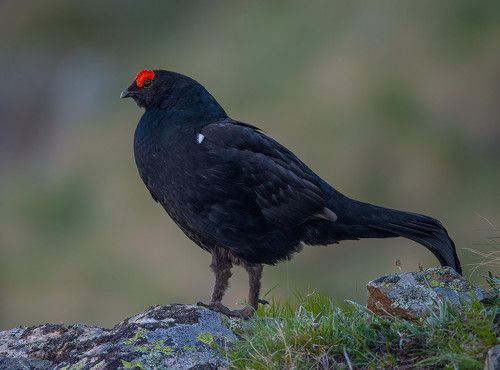 Кавказский тетерев
