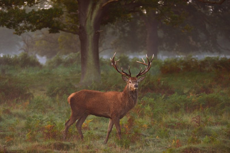 P R I N C E фото превью