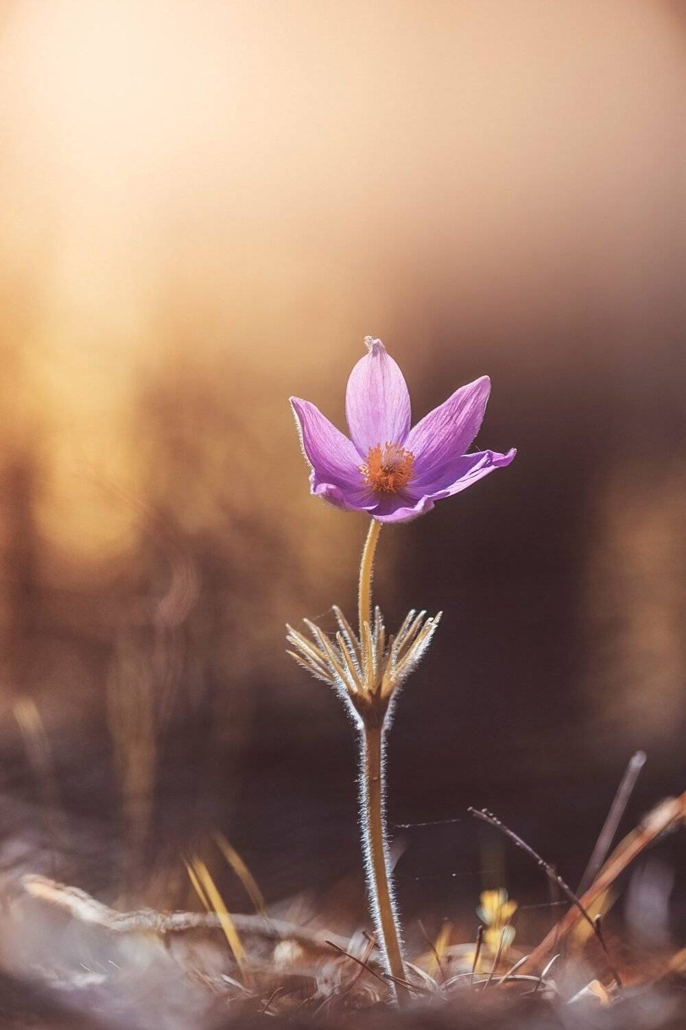 , Лапшина Владлена