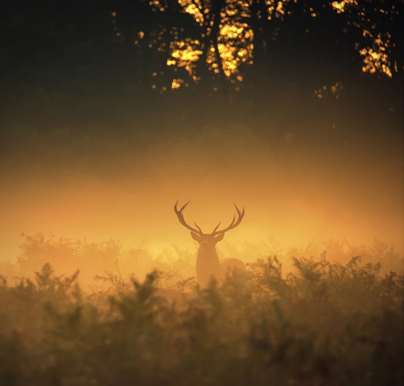 Golden Boy фото превью