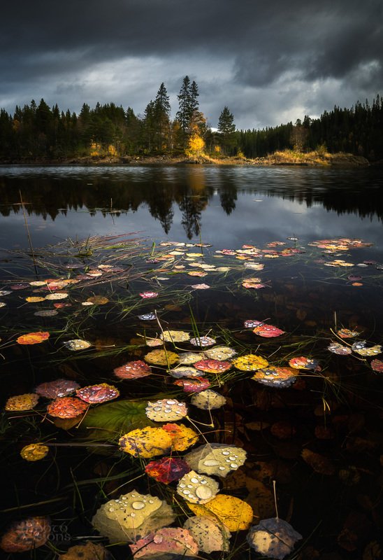 The essence of autumn