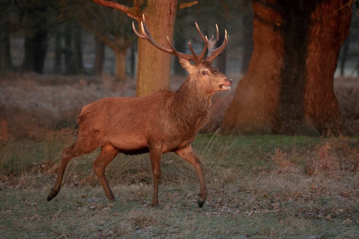 red deer, stag, animals,  nature, wildlife, early morning light, canon,, MARIA KULA