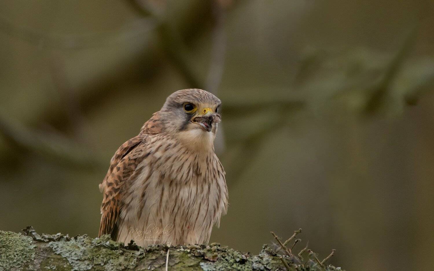 kestrel, bird, birds of prey, nature, wildlife, canon,, MARIA KULA