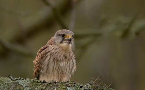 Kestrel having meal