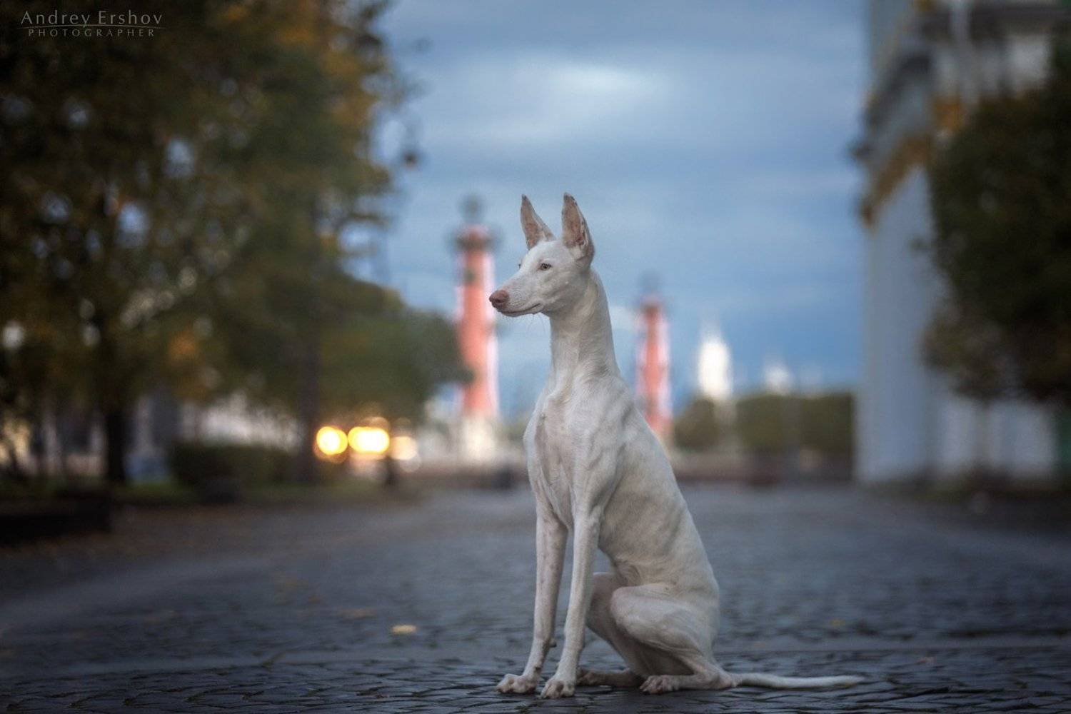 , Андрей Ершов