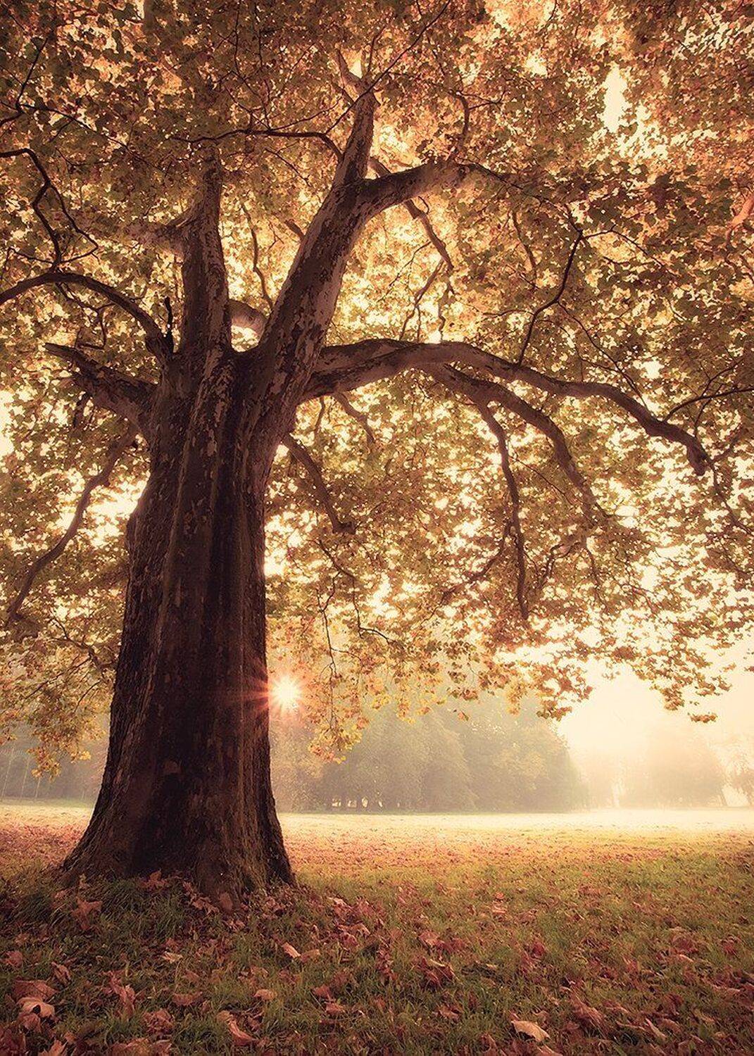 , Robert Adamec