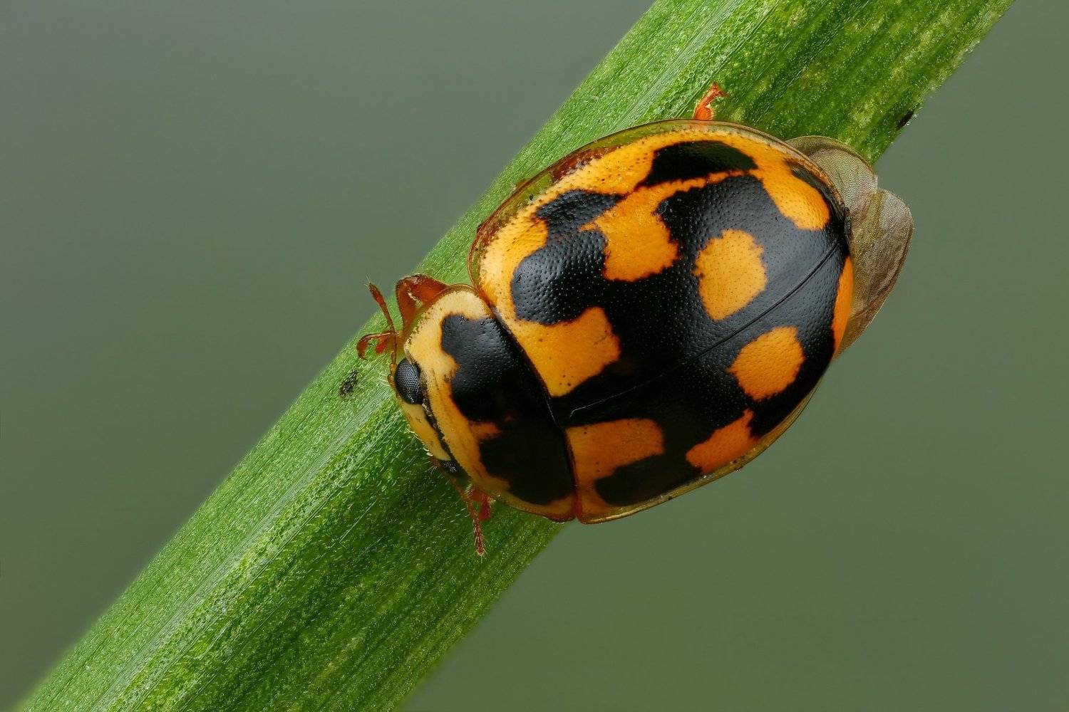 макро,природа,жук,насекомое,цвет,желтый,зеленый,животное,растение,черный,трава, Андрей Шаповалов