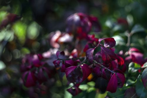 colorful plants in the autumn garden