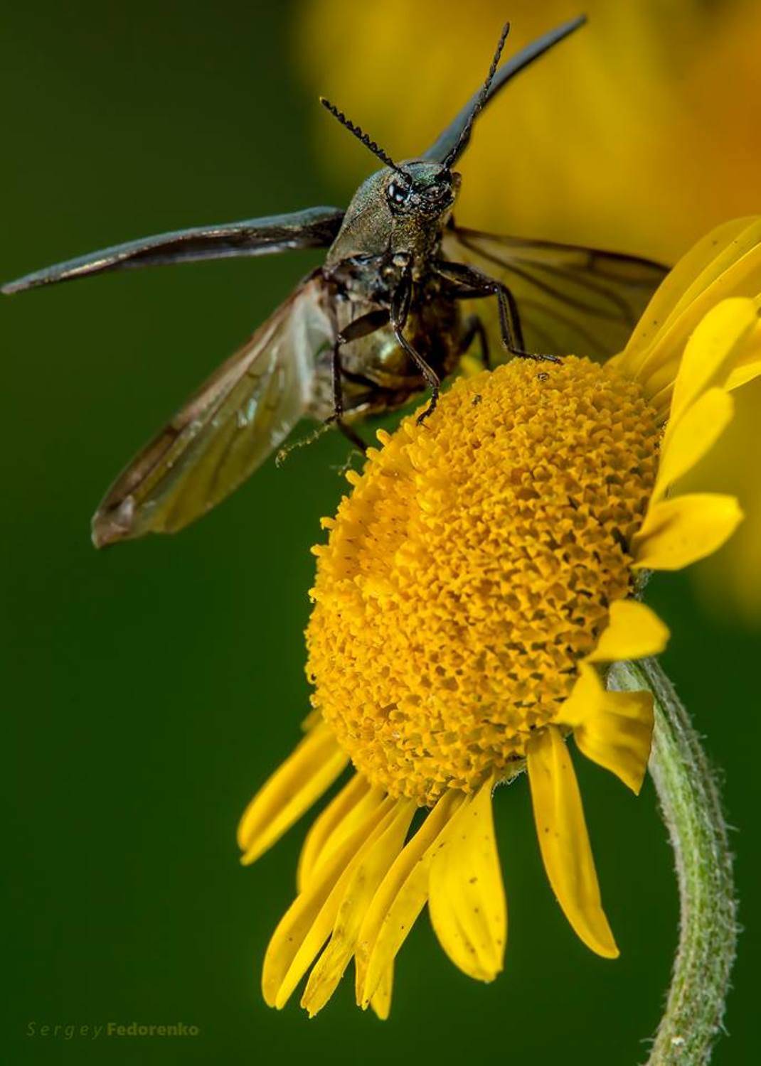 , Сергей Федоренко