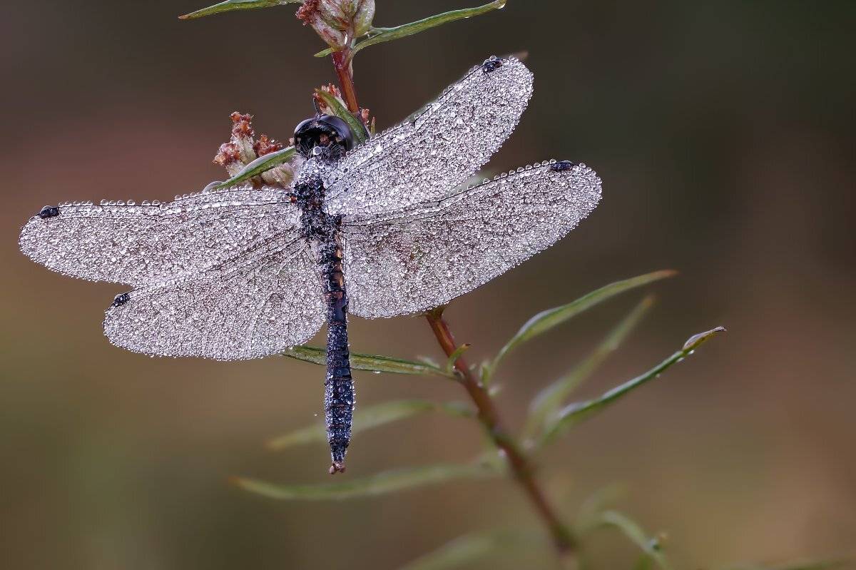 Срекоза, роса., Чепленко Алексей