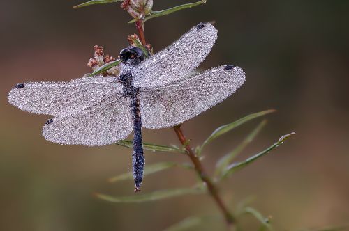 Утренняя стрекоза