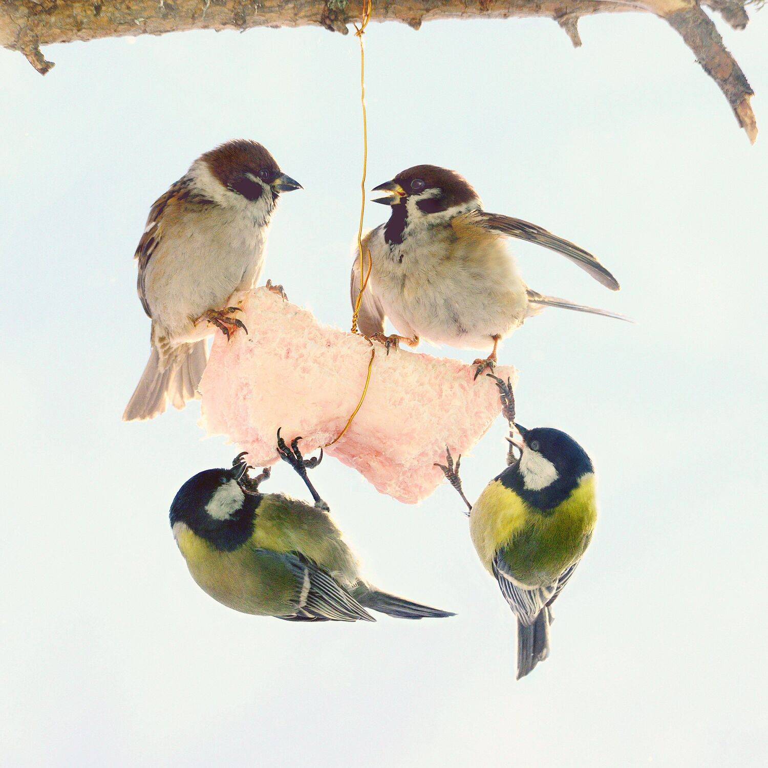 , Михаил Белоусов
