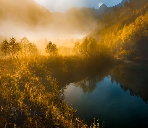 Золотой туман