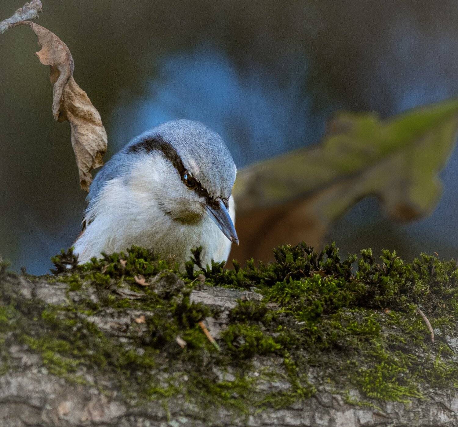 , Курлянцев Алексей