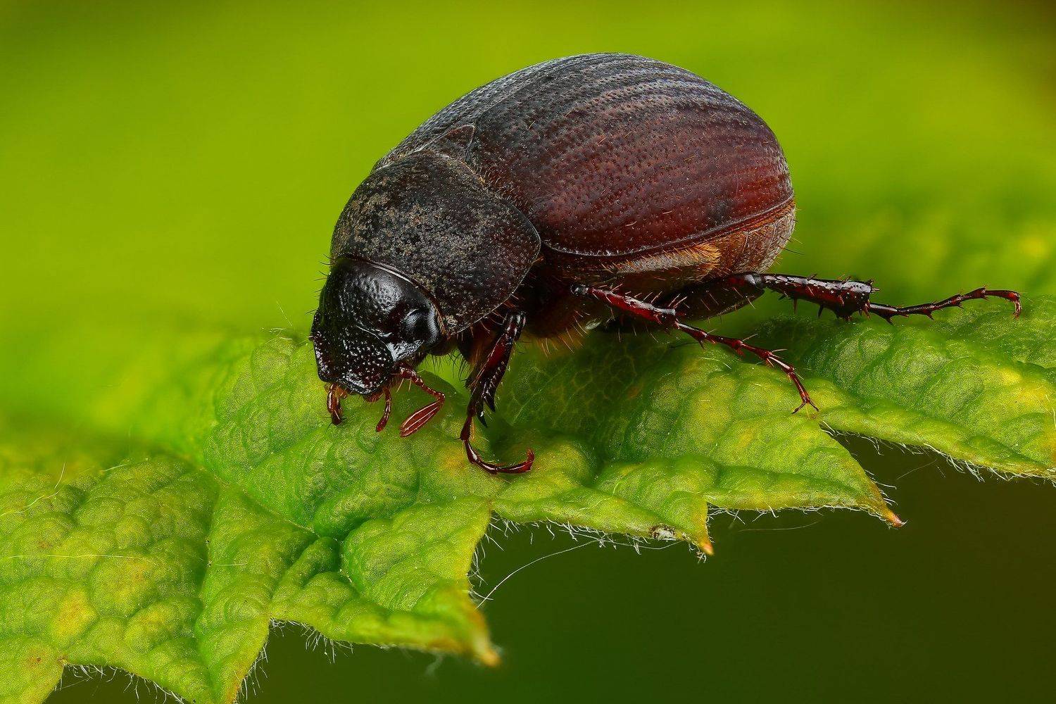 макро,природа,жук,насекомое,цвет,коричневый,зеленый,животное,растение,лист, Андрей Шаповалов