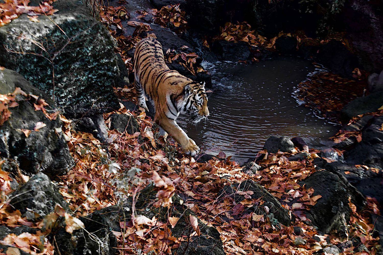 , Мазурин Евгений