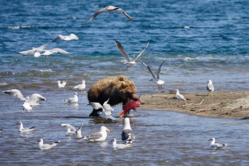 медведь медвежонок Камчатка Наконец поймал фото превью