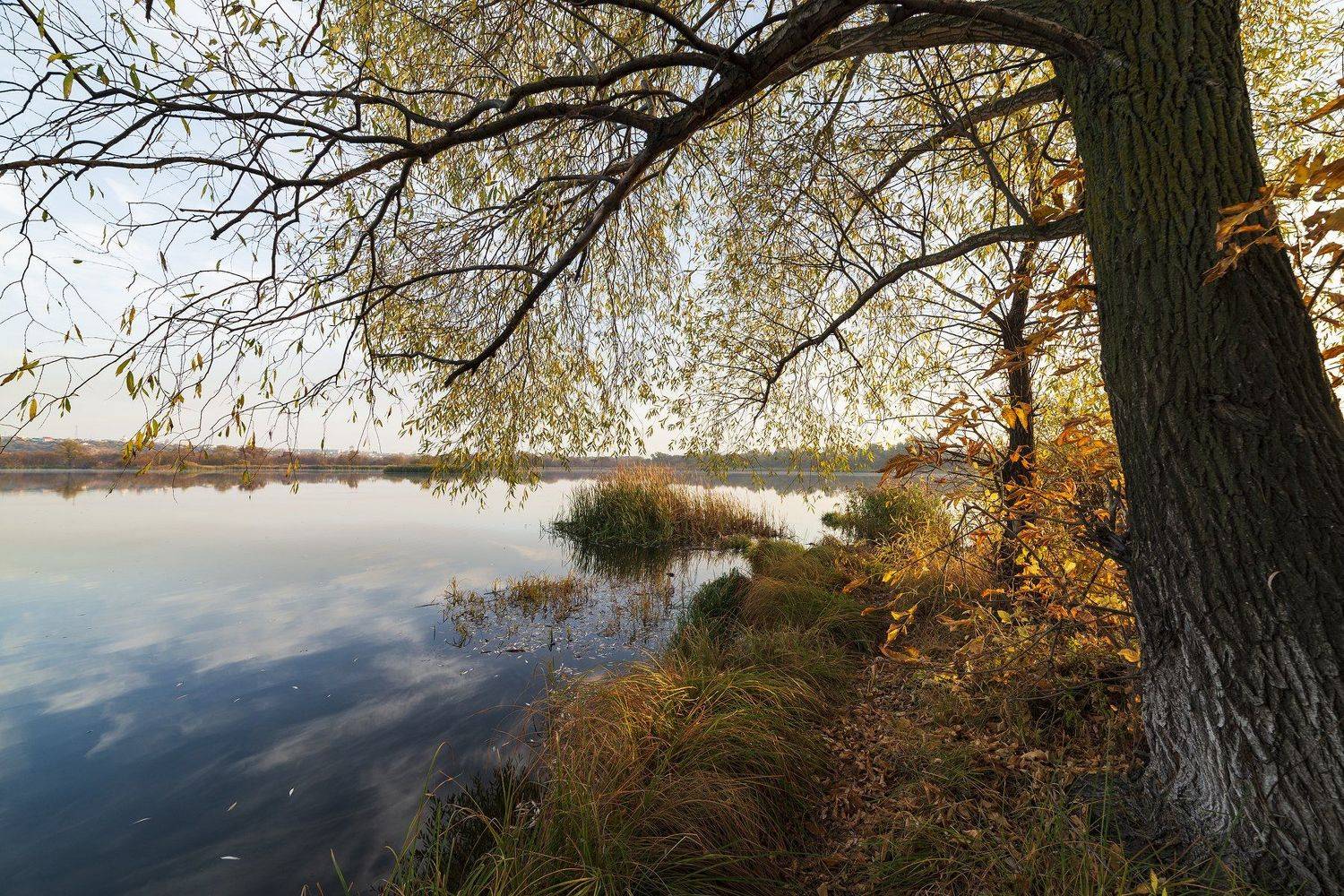 , Дмитрий Новоселов