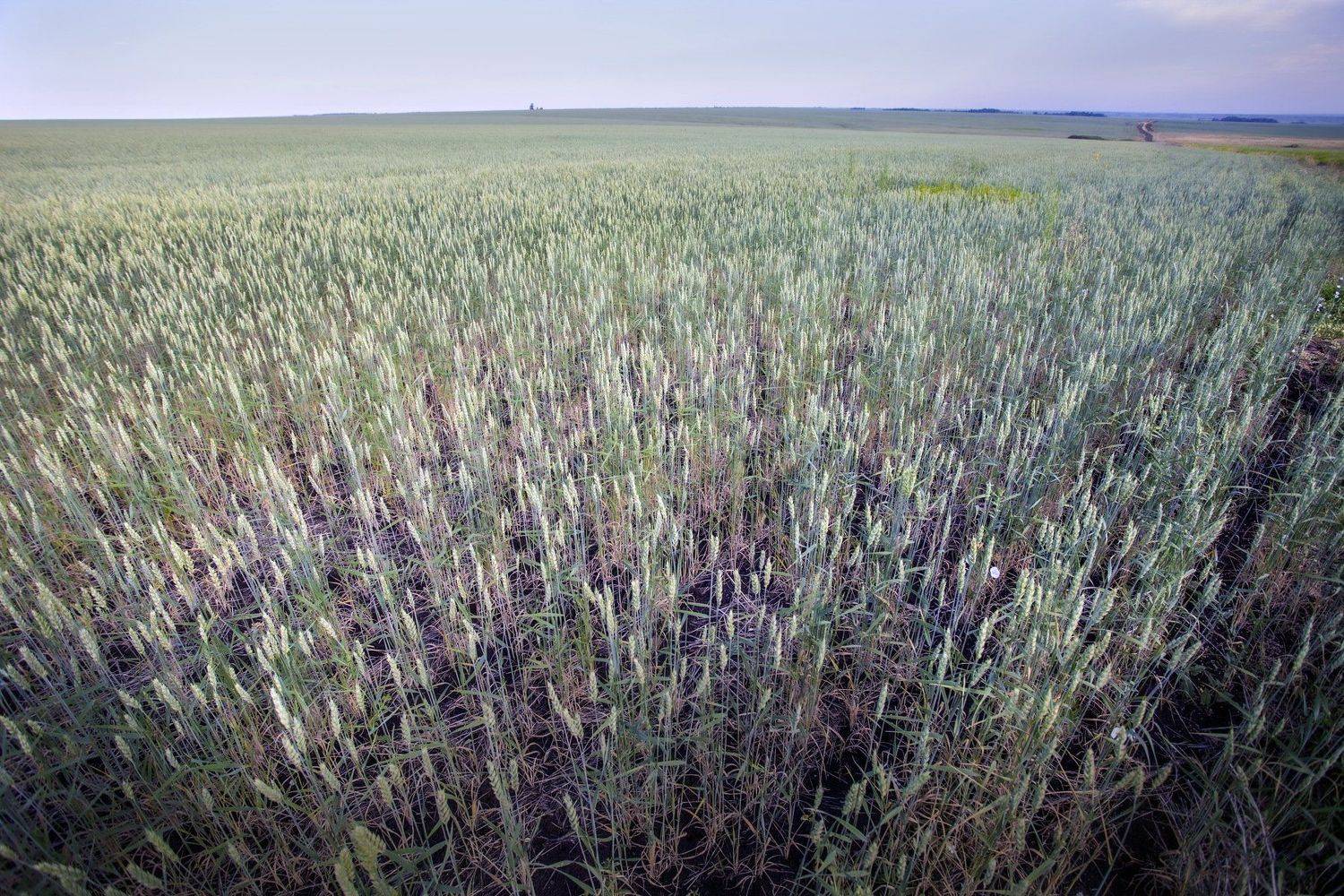 , петр чиков